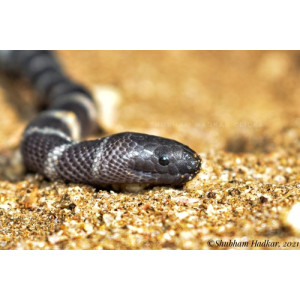 Hydrophis caerulescens