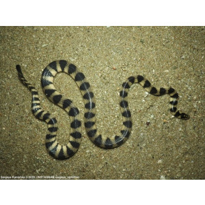 Hydrophis cyanocinctus