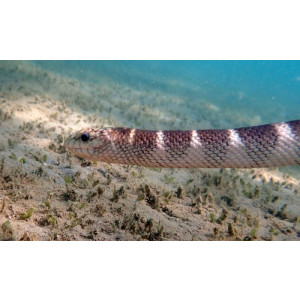 Hydrophis ornatus