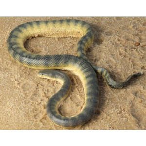Hydrophis schistosus