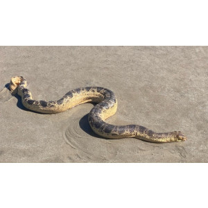 Hydrophis stokesii