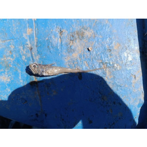 Hymenocephalus italicus