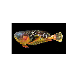 Ichthyscopus inermis