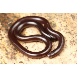 Indotyphlops braminus