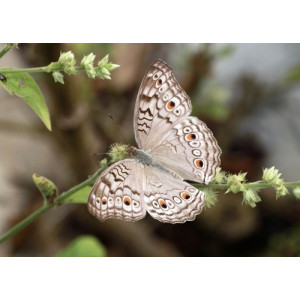 Junonia atlites