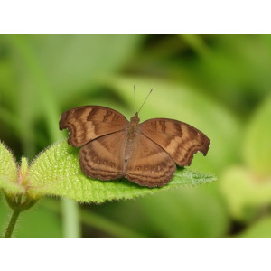 Junonia iphita