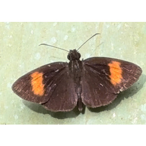 Koruthaialos rubecula