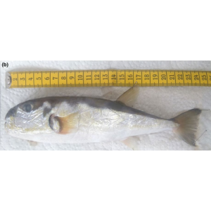 Lagocephalus guentheri