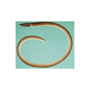 Lamnostoma orientalis