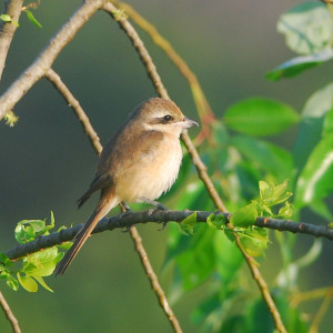 Lanius cristatus