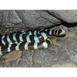 Laticaudata laticaudata