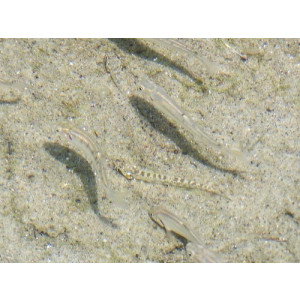 Lepidocephalichthys annandalei