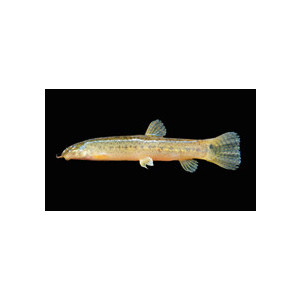 Lepidocephalichthys berdmorei