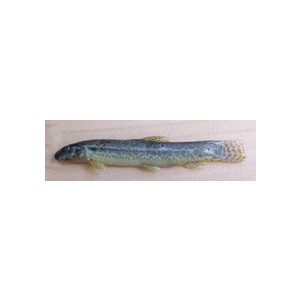 Lepidocephalichthys guntea