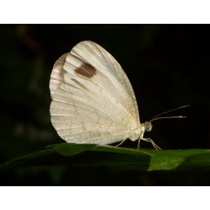Leptosia nina