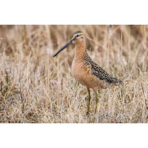 Limnodromus scolopaceus
