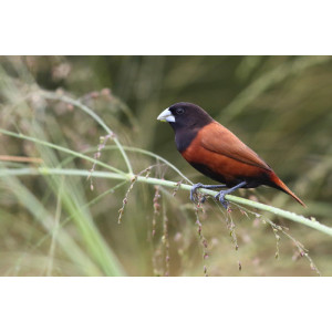 Lonchura atricapilla