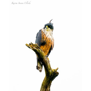 Lophotriorchis kienerii