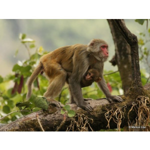 Macaca mulatta