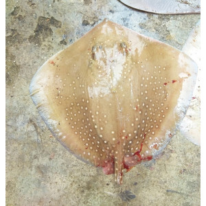 Maculabatis gerrardi