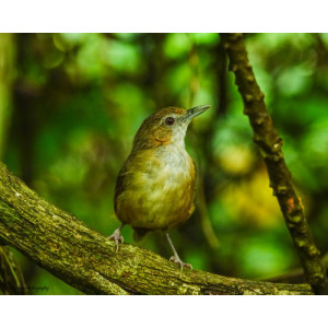 Malacocincla abbotti