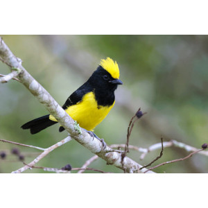 Melanochlora sultanea