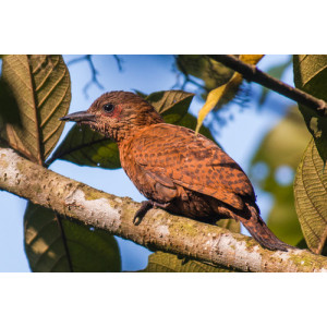 Micropternus brachyurus