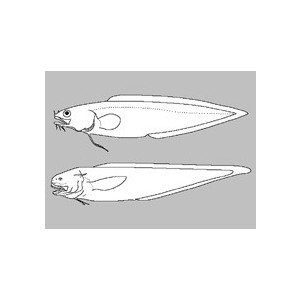 Monomitopus conjugator