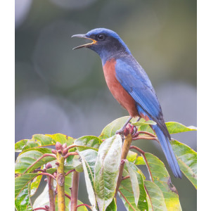 Monticola rufiventris