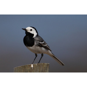 Motacilla alba