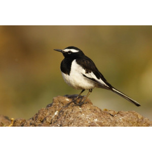 Motacilla maderaspatensis