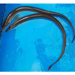 Muraenichthys gymnopterus