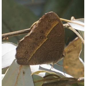Mycalesis lepcha