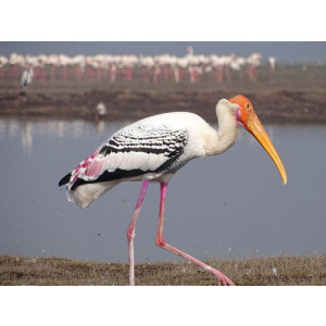 Mycteria leucocephala