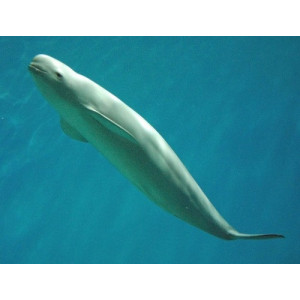 Neophocaena phocaenoides