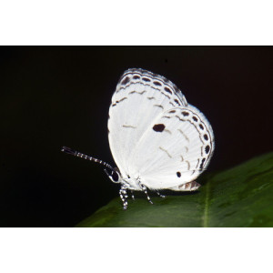 Neopithecops zalmora