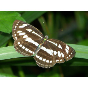 Neptis hylas