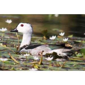 Nettapus coromandelianus