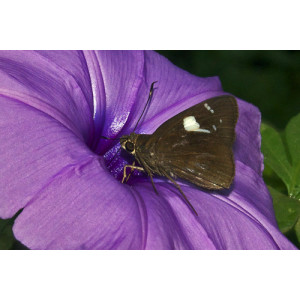 Notocrypta curvifascia