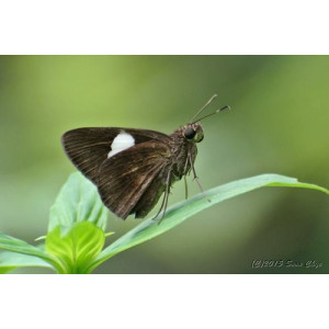 Notocrypta paralysos