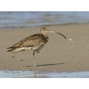 Numenius madagascariensis