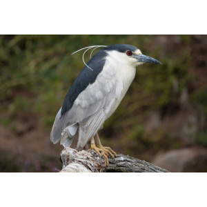 Nycticorax nycticorax