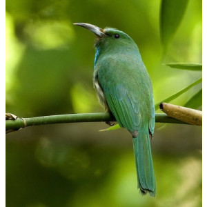 Nyctyornis athertoni