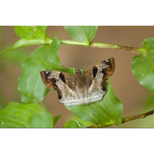 Odontoptilum angulata