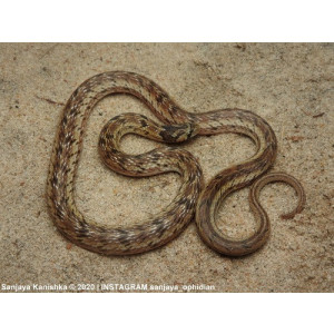 Oligodon taeniolatus