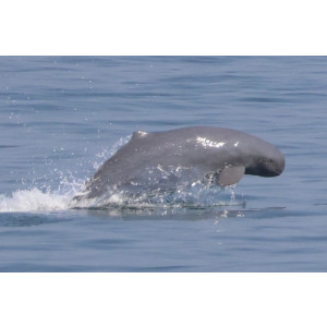 Orcaella brevirostris