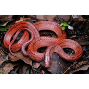 Oreocryptophis porphyraceus