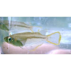 Oryzias melastigma