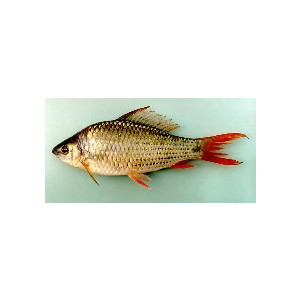 Osteochilus hasseltii