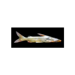 Osteogeneiosus militaris